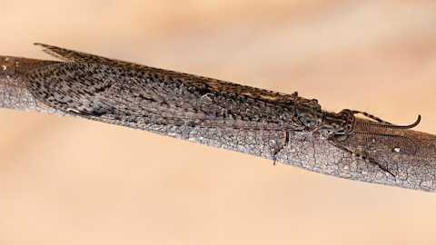 Antlion (Glenoleon meteoricus) (Glenoleon meteoricus)
